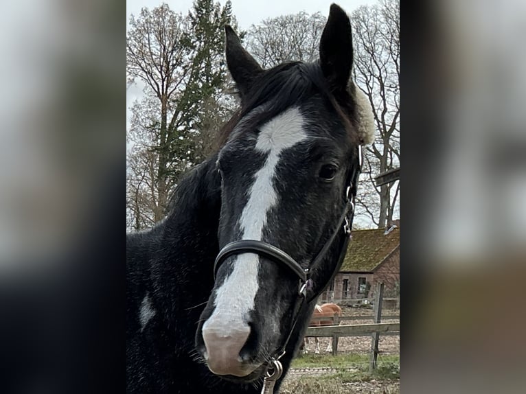 Hannoveraner Wallach 2 Jahre 166 cm Rappschimmel in L&#xFC;neburg