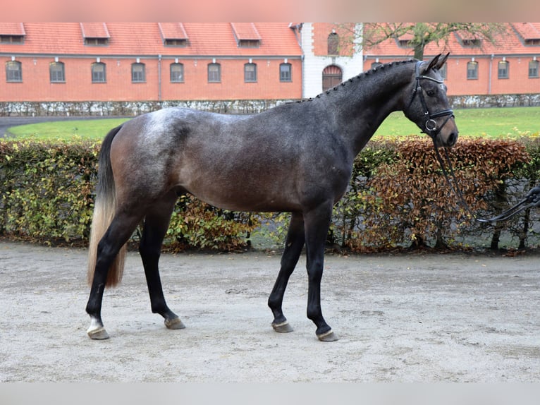 Hannoveraner Wallach 2 Jahre 166 cm Schimmel in Celle