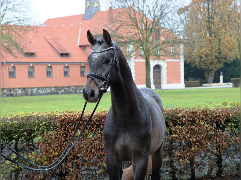 Hannoveraner Wallach 2 Jahre 166 cm Schimmel in Celle