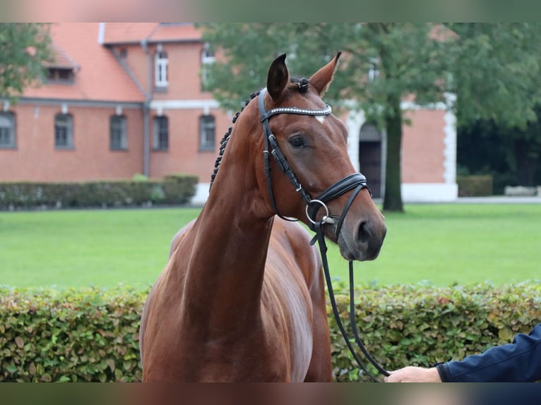 Hannoveraner Wallach 2 Jahre 167 cm Brauner in Celle