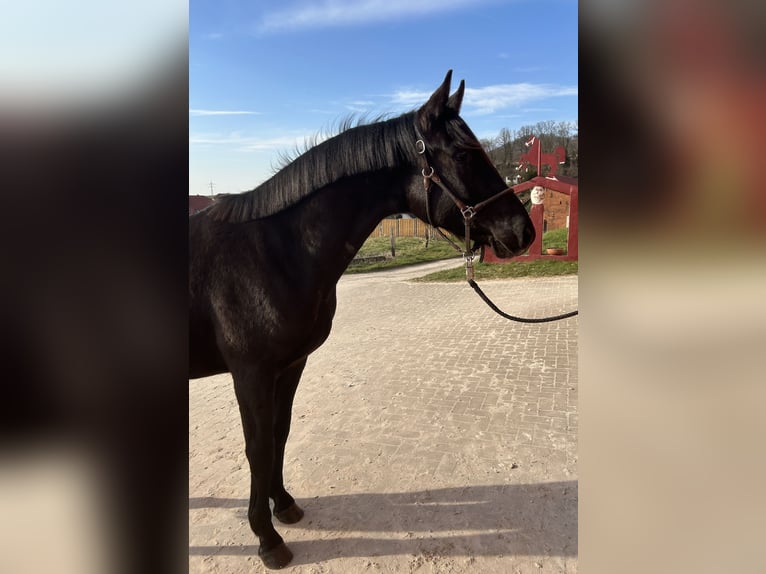 Hannoveraner Wallach 2 Jahre 167 cm Rappe in Emmerthal