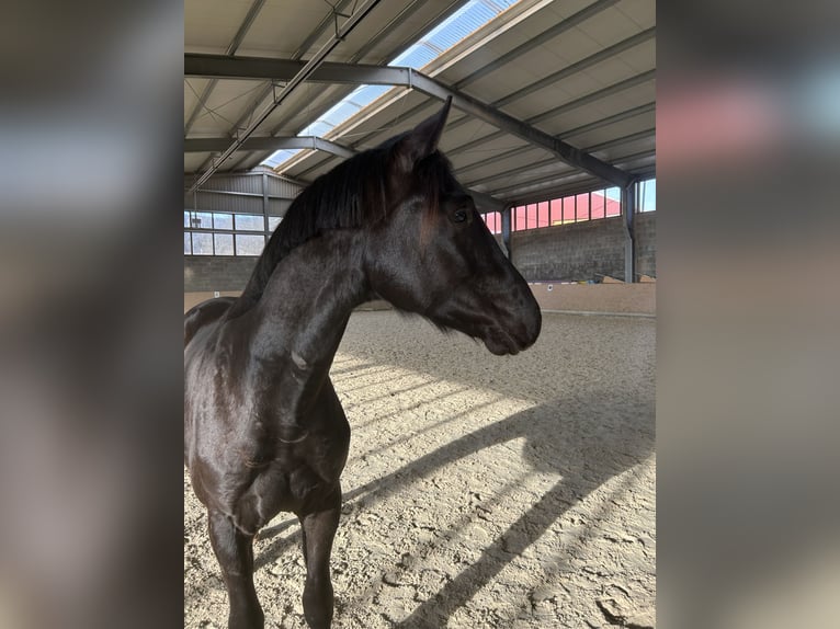 Hannoveraner Wallach 2 Jahre 167 cm Rappe in Emmerthal