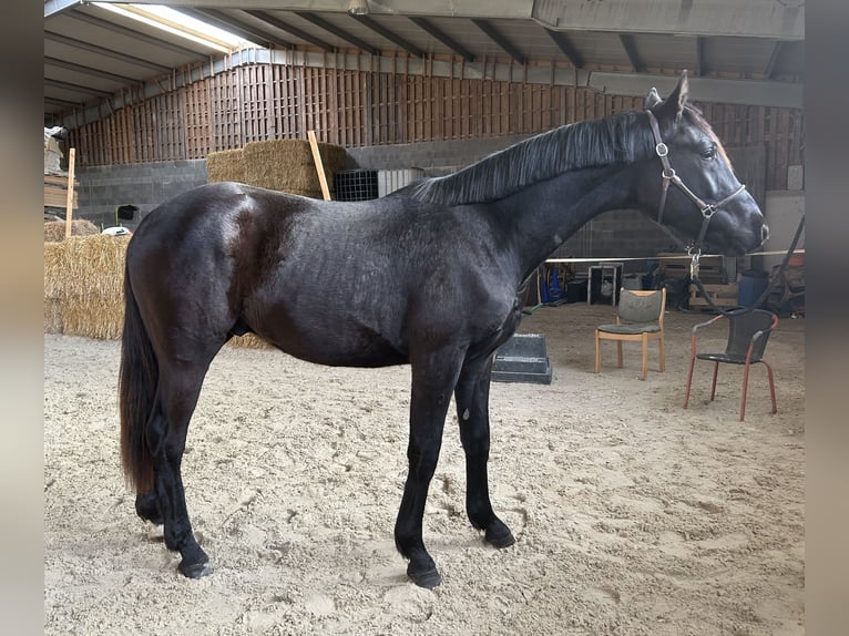 Hannoveraner Wallach 2 Jahre 167 cm Rappe in Emmerthal