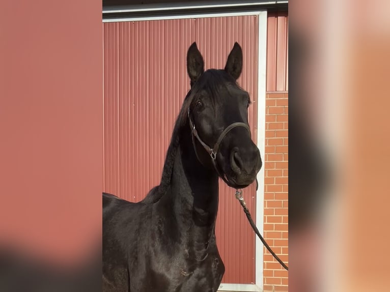 Hannoveraner Wallach 2 Jahre 167 cm Rappe in Emmerthal