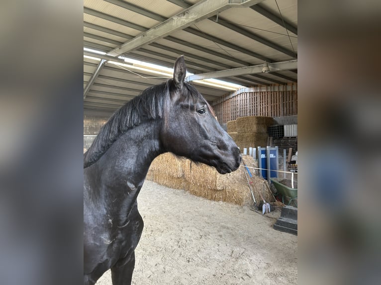 Hannoveraner Wallach 2 Jahre 167 cm Rappe in Emmerthal