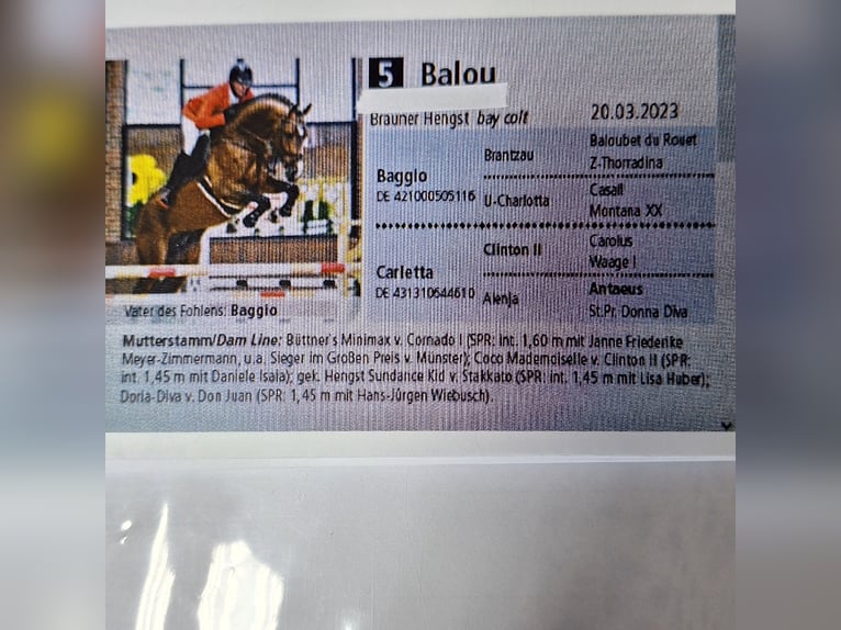 Hannoveraner Wallach 2 Jahre 168 cm Brauner in Coburg