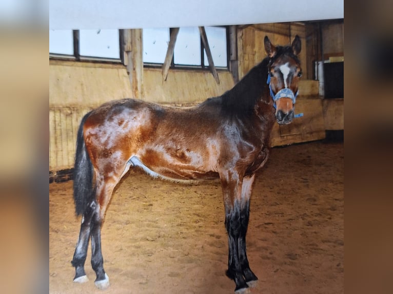 Hannoveraner Wallach 2 Jahre 168 cm Brauner in Coburg