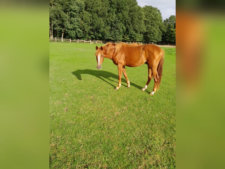 Hannoveraner Wallach 2 Jahre 168 cm Fuchs in Großenaspe