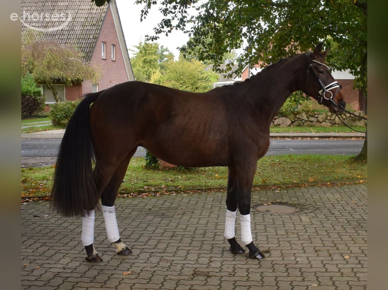 Hannoveraner Wallach 2 Jahre 170 cm Brauner in Fredenbeck