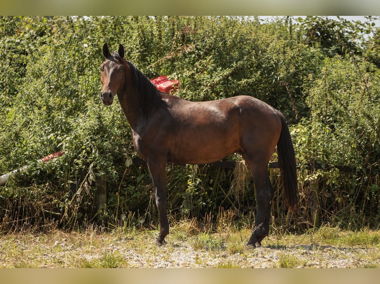 Hannoveraner Wallach 2 Jahre 170 cm Brauner in Moers