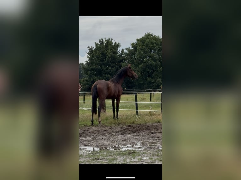 Hannoveraner Wallach 2 Jahre 170 cm Brauner in Nordhorn