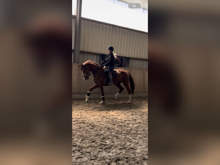 Hannoveraner Wallach 2 Jahre 170 cm Brauner in Nordhorn