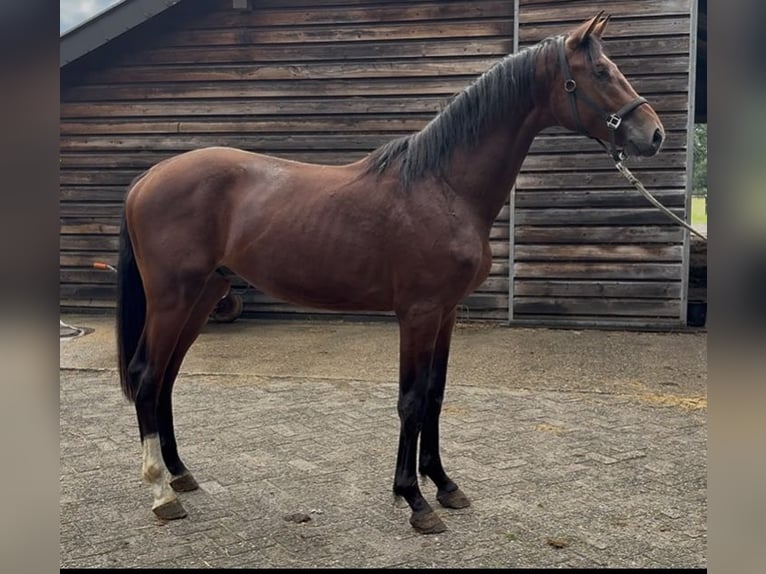 Hannoveraner Wallach 2 Jahre 170 cm Brauner in Nordhorn