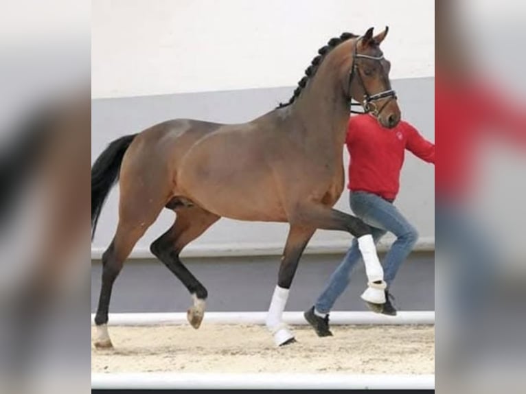 Hannoveraner Wallach 2 Jahre 170 cm Brauner in Nordhorn