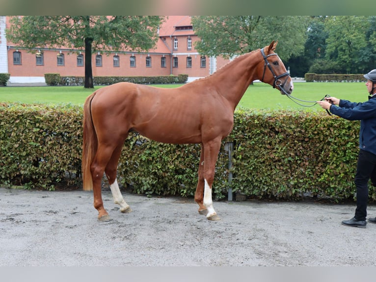 Hannoveraner Wallach 2 Jahre 170 cm Fuchs in Celle