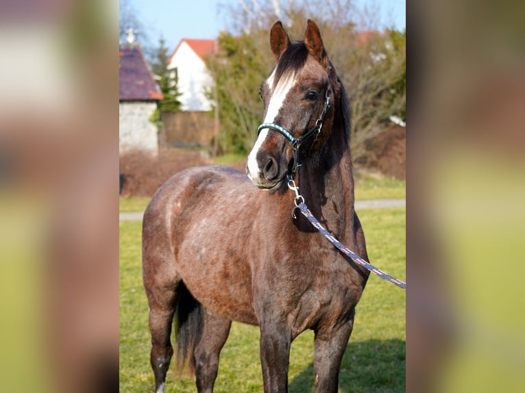 Hannoveraner Wallach 2 Jahre 170 cm Kann Schimmel werden in Leipzig