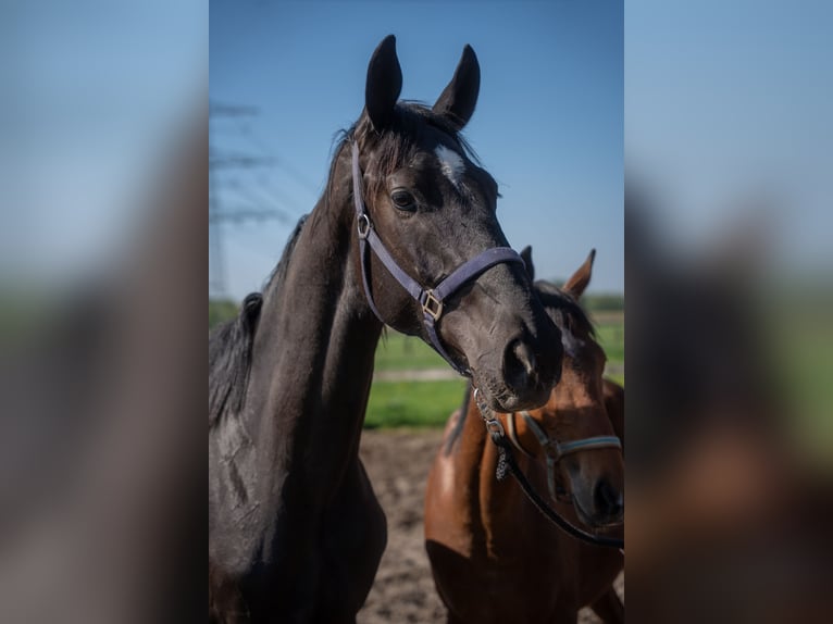 Hannoveraner Wallach 2 Jahre 170 cm Rappe in Hamm
