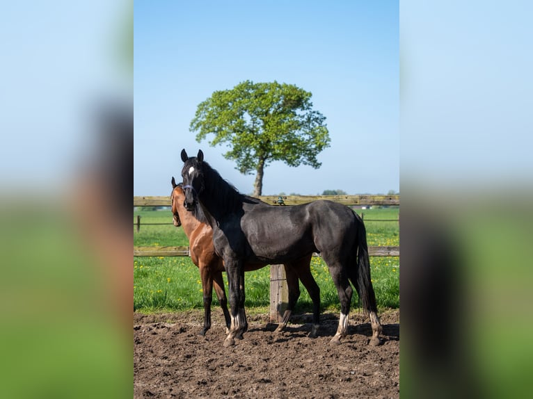 Hannoveraner Wallach 2 Jahre 170 cm Rappe in Hamm