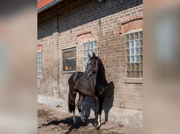 Hannoveraner Wallach 2 Jahre 170 cm Rappe in Hamm