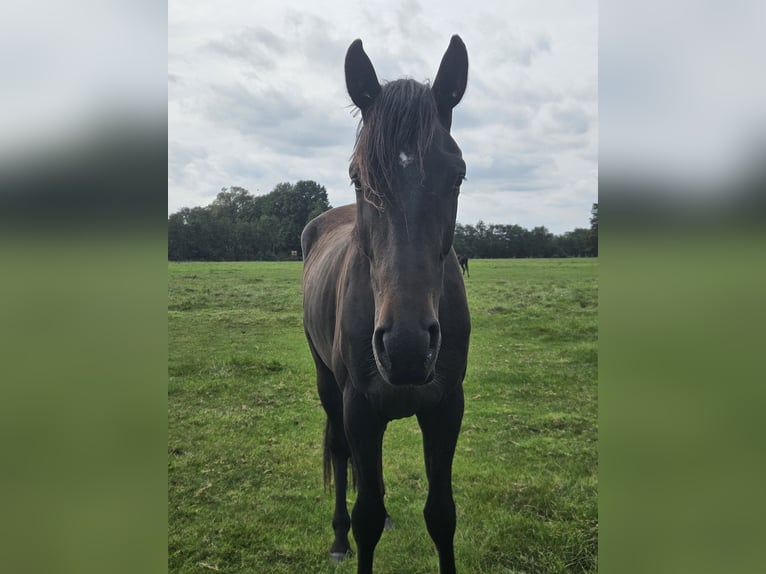 Hannoveraner Wallach 2 Jahre 170 cm Schwarzbrauner in Lienen