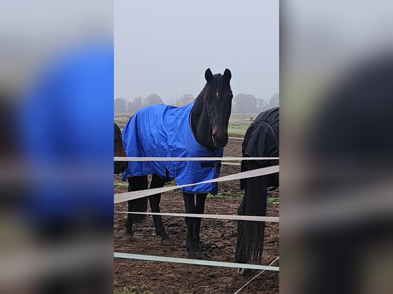 Hannoveraner Wallach 2 Jahre 170 cm Schwarzbrauner in Lienen