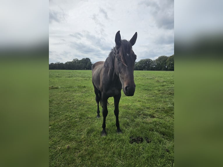 Hannoveraner Wallach 2 Jahre 170 cm Schwarzbrauner in Lienen