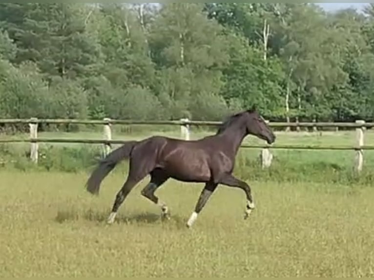 Hannoveraner Wallach 2 Jahre 172 cm Rappe in Handeloh