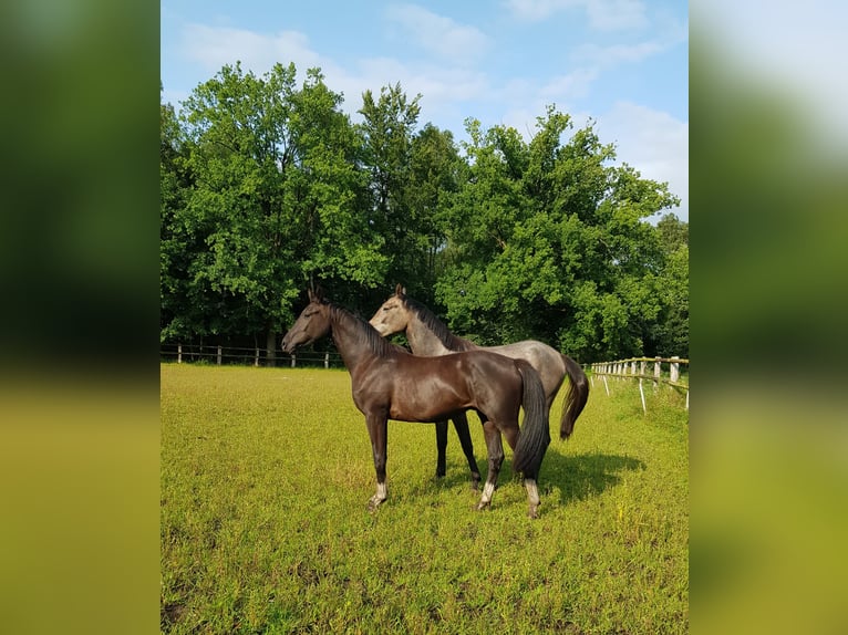 Hannoveraner Wallach 2 Jahre 172 cm Rappe in Handeloh