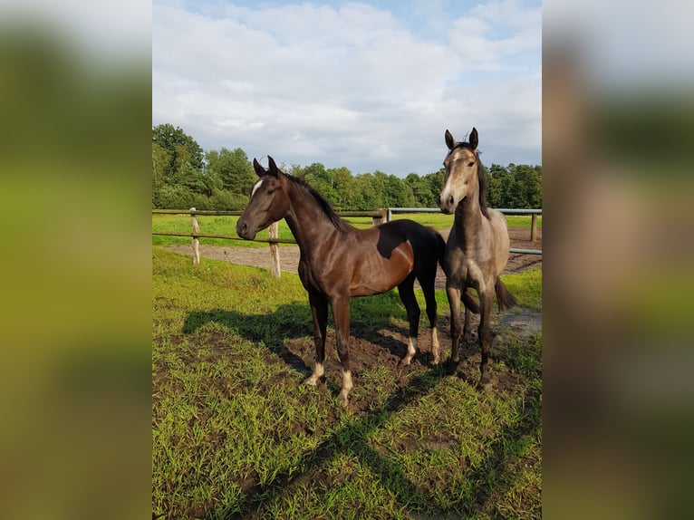Hannoveraner Wallach 2 Jahre 172 cm Rappe in Handeloh