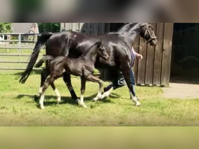 Hannoveraner Wallach 2 Jahre 172 cm Rappe in Handeloh