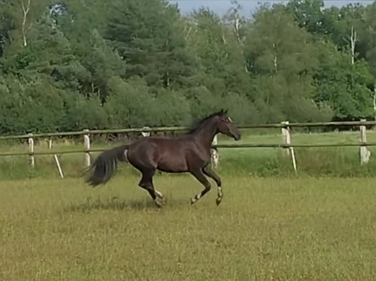 Hannoveraner Wallach 2 Jahre 172 cm Rappe in Handeloh