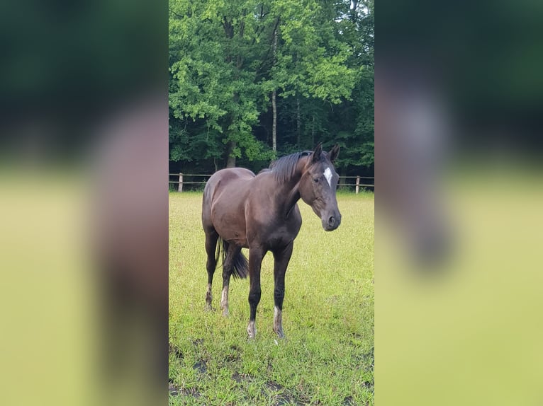 Hannoveraner Wallach 2 Jahre 172 cm Rappe in Handeloh
