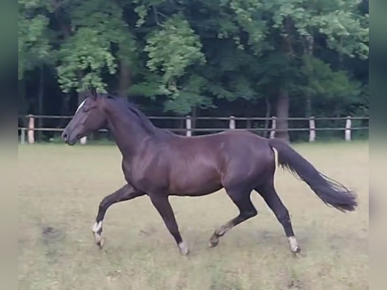 Hannoveraner Wallach 2 Jahre 172 cm Rappe in Handeloh