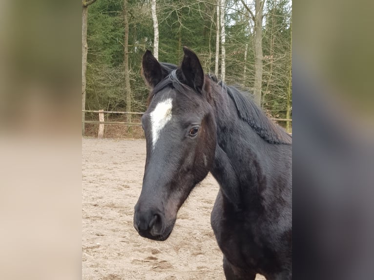 Hannoveraner Wallach 2 Jahre 172 cm Rappe in Handeloh