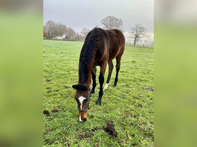 Hannoveraner Wallach 2 Jahre 172 cm Schwarzbrauner in Lentföhrden