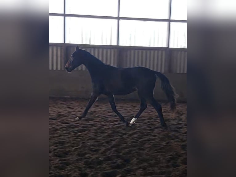 Hannoveraner Wallach 2 Jahre 172 cm Schwarzbrauner in Lentföhrden
