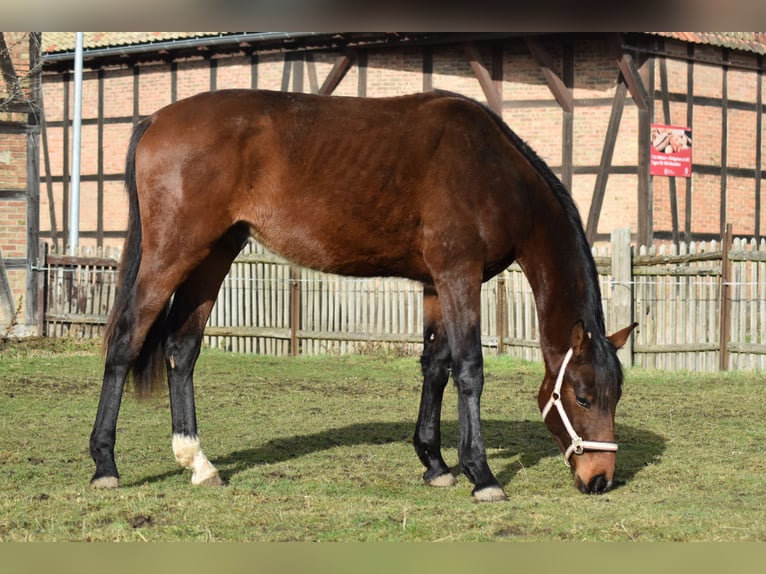 Hannoveraner Wallach 2 Jahre 175 cm Brauner in Salzgitter
