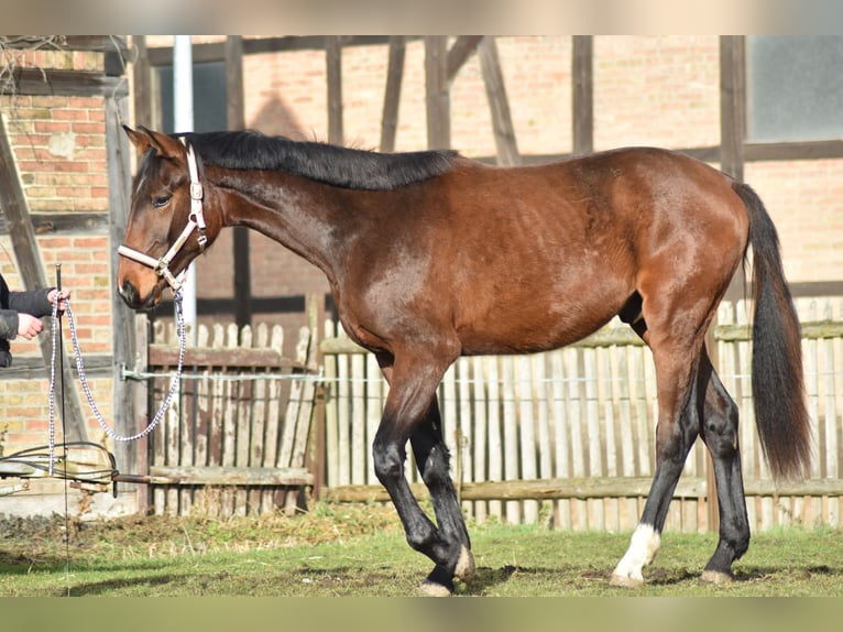 Hannoveraner Wallach 2 Jahre 175 cm Brauner in Salzgitter