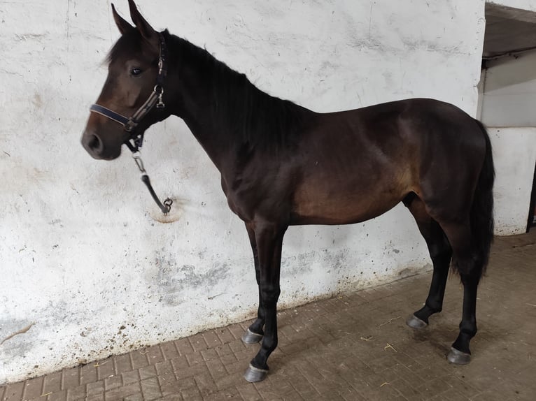 Hannoveraner Wallach 2 Jahre 175 cm Schwarzbrauner in Zarpen