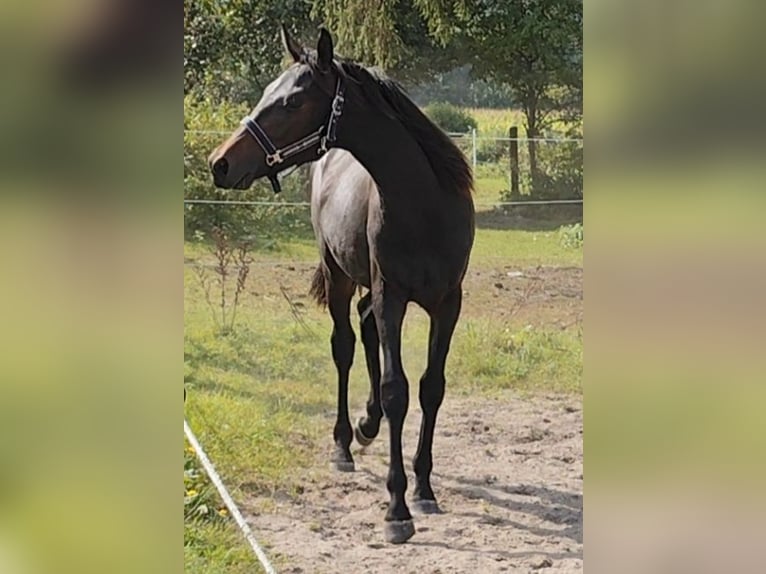 Hannoveraner Wallach 2 Jahre 175 cm Schwarzbrauner in Zarpen