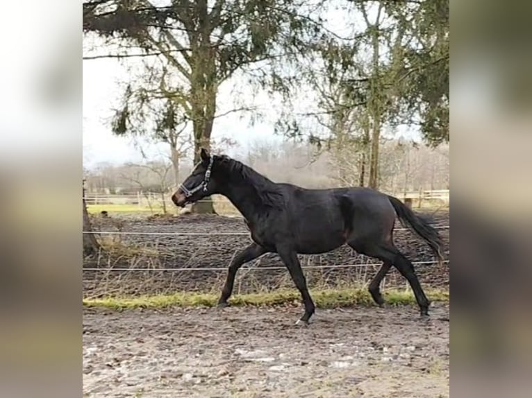 Hannoveraner Wallach 2 Jahre 175 cm Schwarzbrauner in Zarpen