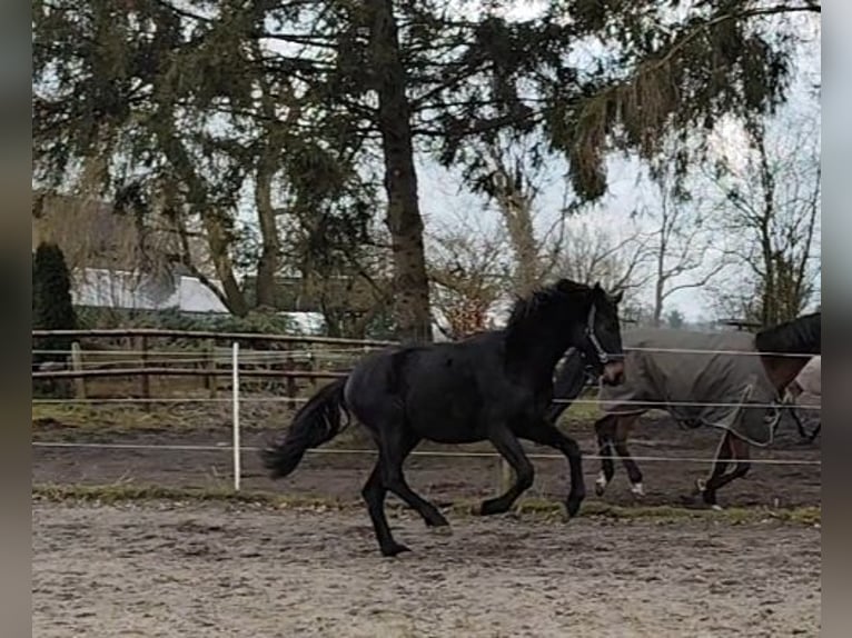 Hannoveraner Wallach 2 Jahre 175 cm Schwarzbrauner in Zarpen