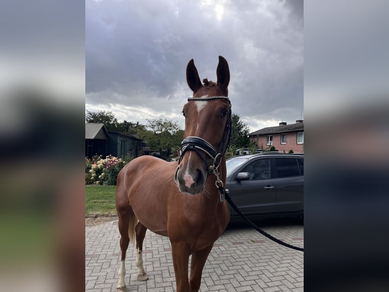 Hannoveraner Wallach 2 Jahre Fuchs in Bliedersdorf