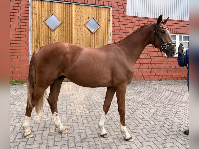 Hannoveraner Wallach 2 Jahre Fuchs in Bliedersdorf