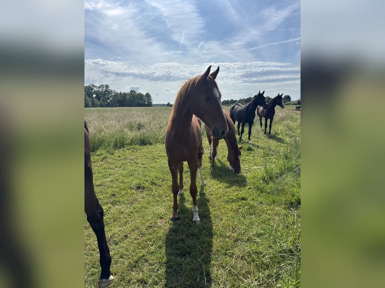 Hannoveraner Wallach 2 Jahre Fuchs in Hohnstorf (Elbe)