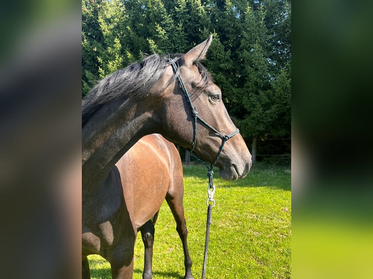 Hannoveraner Wallach 2 Jahre Kann Schimmel werden in Klatovy