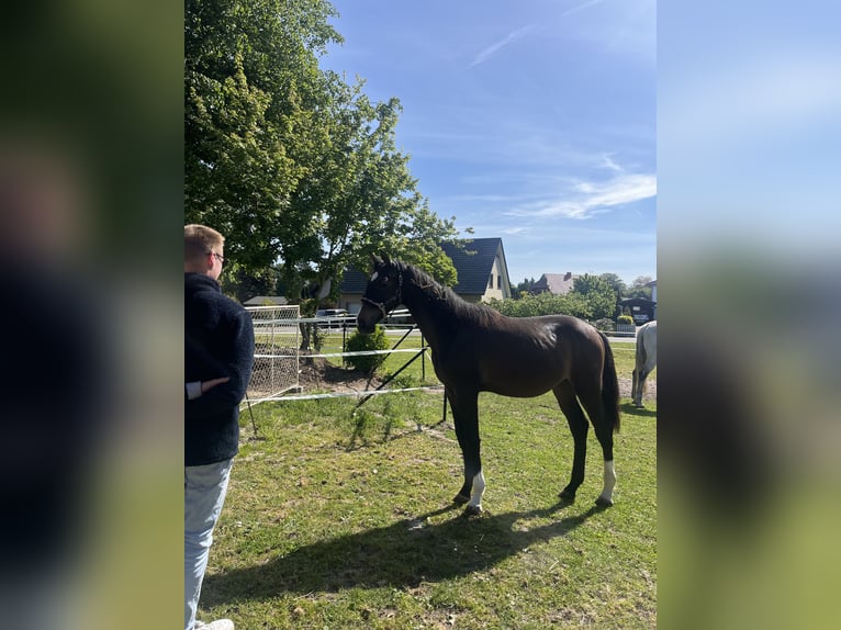Hannoveraner Wallach 2 Jahre Schwarzbrauner in Minden