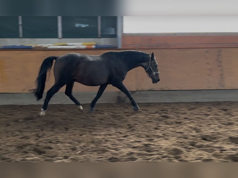 Hannoveraner Wallach 30 Jahre 166 cm Dunkelbrauner in Seevetal