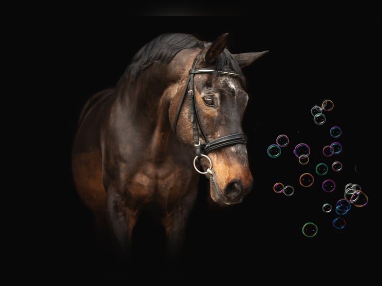 Hannoveraner Wallach 30 Jahre 166 cm Dunkelbrauner in Seevetal