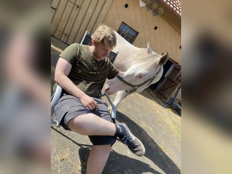 Hannoveraner Mix Wallach 3 Jahre 148 cm Cremello in Freiensteinau